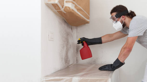 Professional Mold Remediation technician working in Timnath, CO
